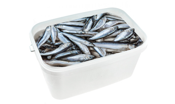 Салака балтийская слабосоленая 