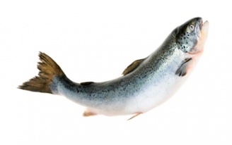 Ласось (сёмга)