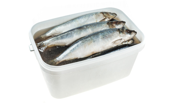 Сельдь атлантическая слабосоленая 11кг