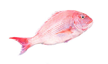 Акунь марскі