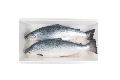 Лосось (семга) охлажденный 5-6 кг