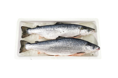 Лосось (семга) охлажденный 4-5 кг