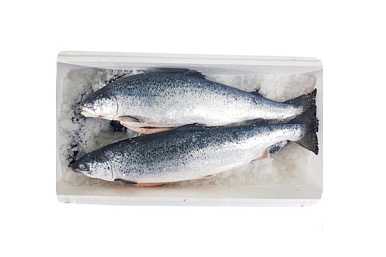 Ласось астуджаны 3-4 кг