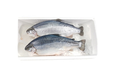 Форель охлажденная
